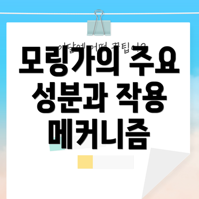 모링가의 주요 성분과 작용 메커니즘